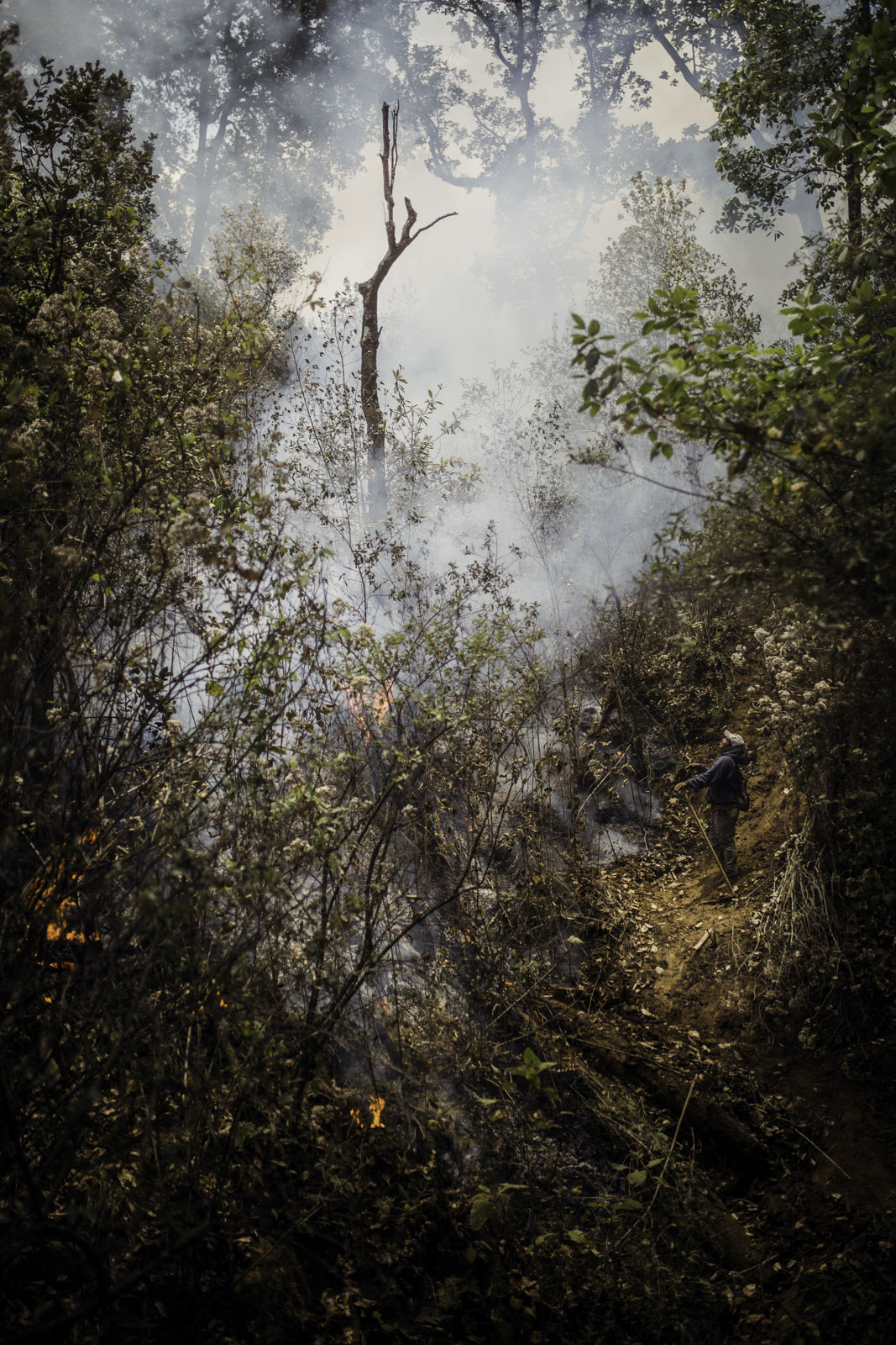 Freiwillige Helfer in Cheran helfen, einen Waldbrand zu löschen. Benachbarte Gemeinden legen die Brände absichtlich, um ihre Avocado-Plantagen zu Plantagen zu erweitern. Unkontrolliert greifen die Brände auf die umliegenden Gebiete über.13.04.2021 Cheran Mexiko © 2021 Axel Javier Sulzbacher