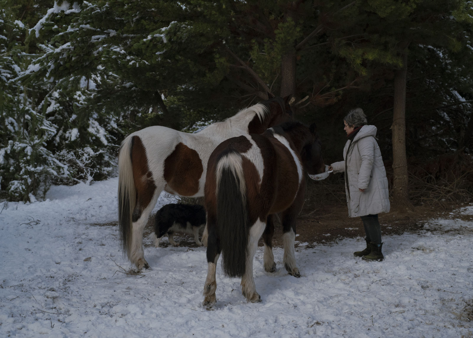 Yo bebo leche y agua. Miriam Chible Contreras (58) füttert ihre Pferde mit Graspellets. Wetterextreme, die durch den Klimawandel weiter verschärft werden, bringen die Bauern an ihre Grenzen. Der Schnee bedeckt den Grasboden, Hautnahrungsquelle der Tiere, fast vollständig. 23.7.2022, Puerto Guadal, Chile. © 2022 Stella Meyer und Sarah Schneider.