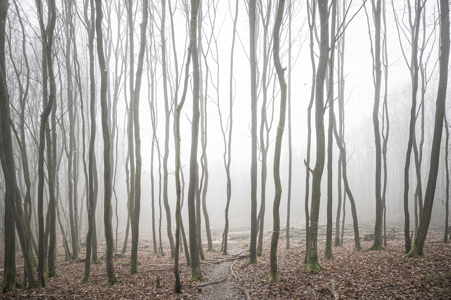 Dünne Bäume im Nebel des Morgens im Wald. Hinter den Bäumen befindet sich eine bereits gerodete Fläche im Wald. Der Wald ist ein 250 Jahre alter Mischwald und das Trinkwasser-Reservoir der Region. Für den Bau einer in den 1970er Jahren geplanten Autobahn wurde er Ende 2020 in großen Teilen geordert. 26.12022 im Danneröder Wald in Hessen, Deutschland. © Tim Wagner