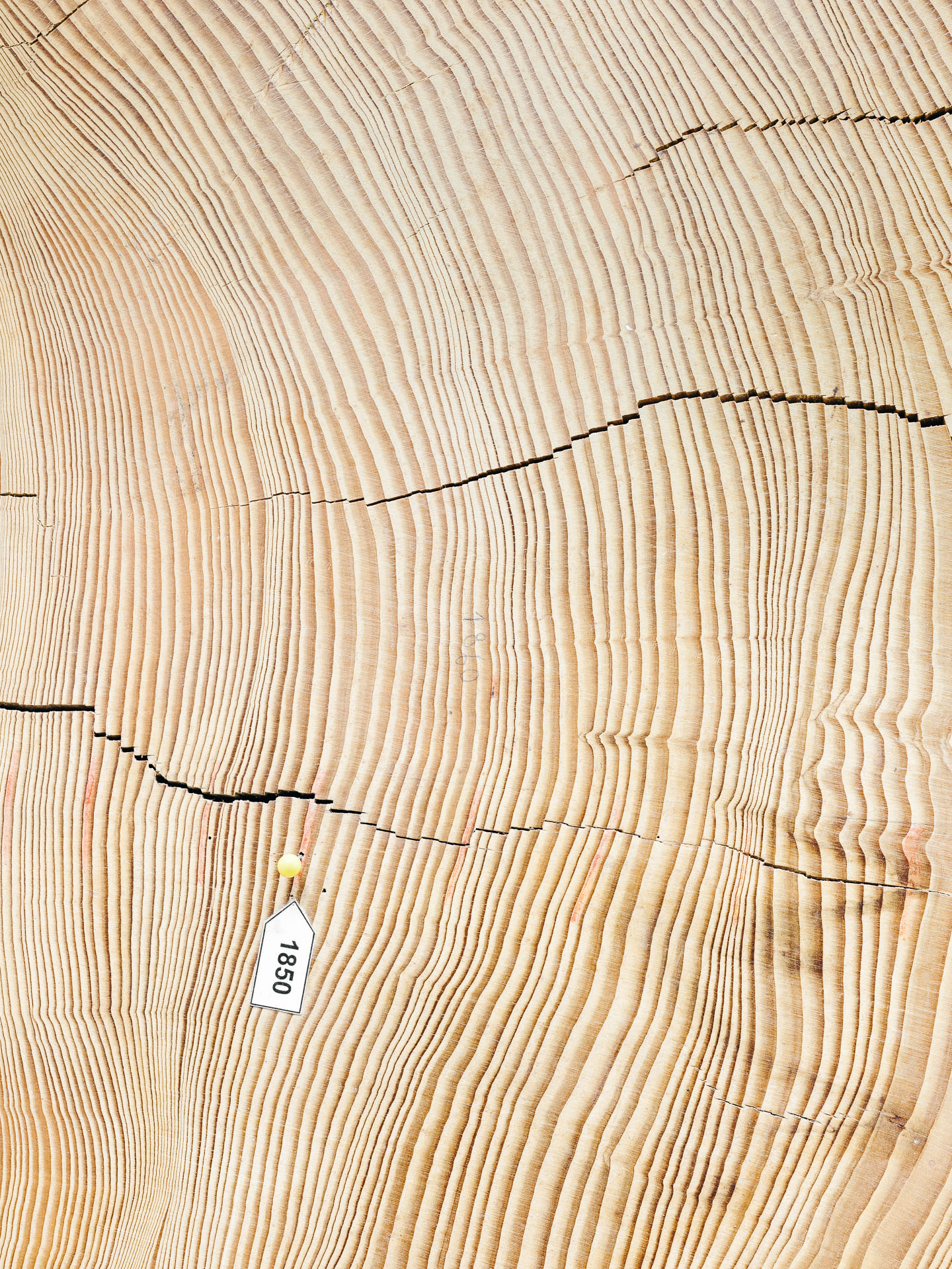 Die Baumscheibe eines Baumes, der im 19. Jahrhundert wuchs. Sie ist Teil des Hohenheimer Jahrringkalenders, der eine Rekonstruktion des Klimas der vergangenen 12.000 Jahre in der Region erlaubt. 20.10.2021, Hohenheim, Deutschland. © Jan Richard Heinicke