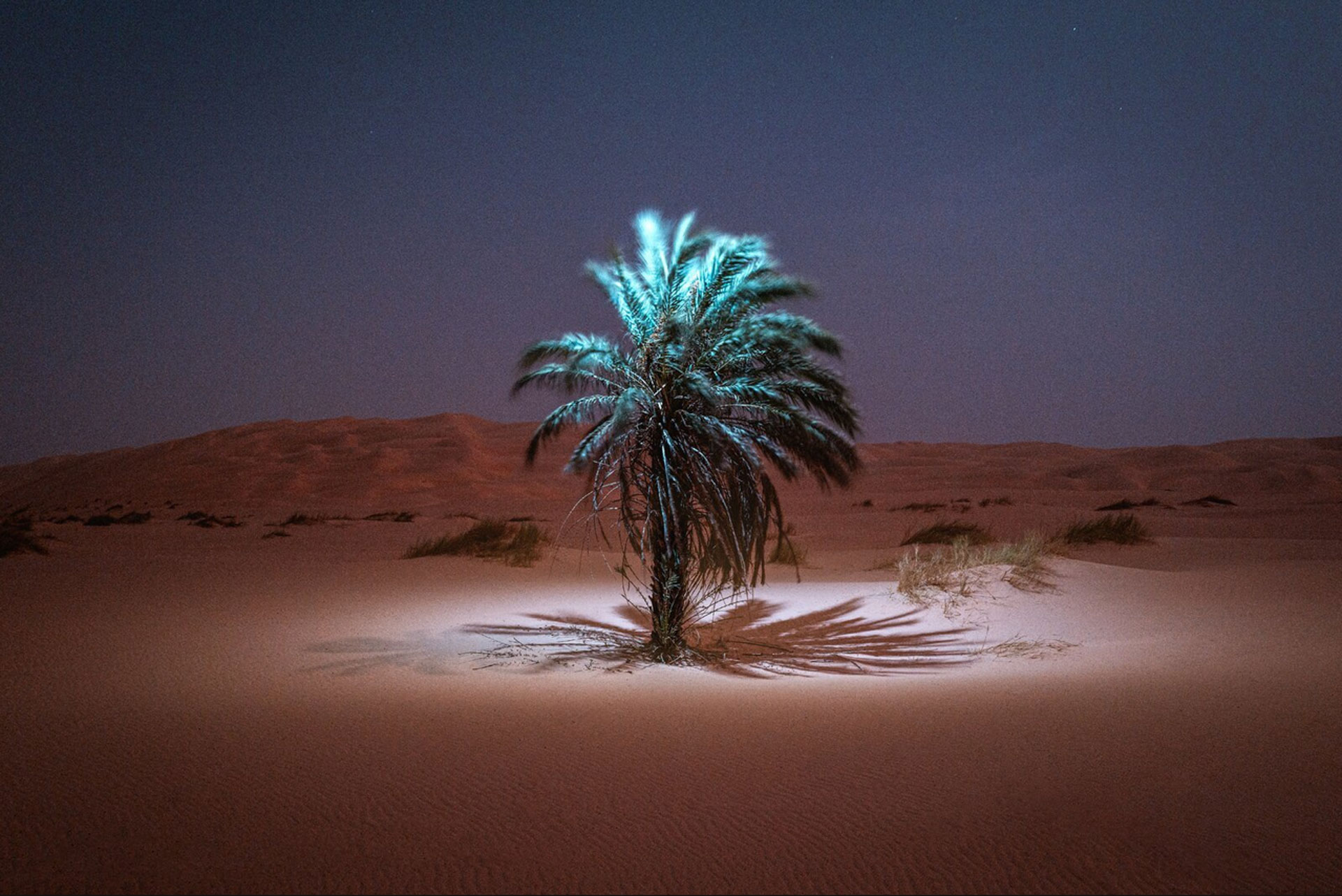 Mit Hilfe einer Drohne beleuchtete Palme inmitten einer kargen Wüste, 07.2021, Azoueiga, Mauritanien. © Kevin McElvaney