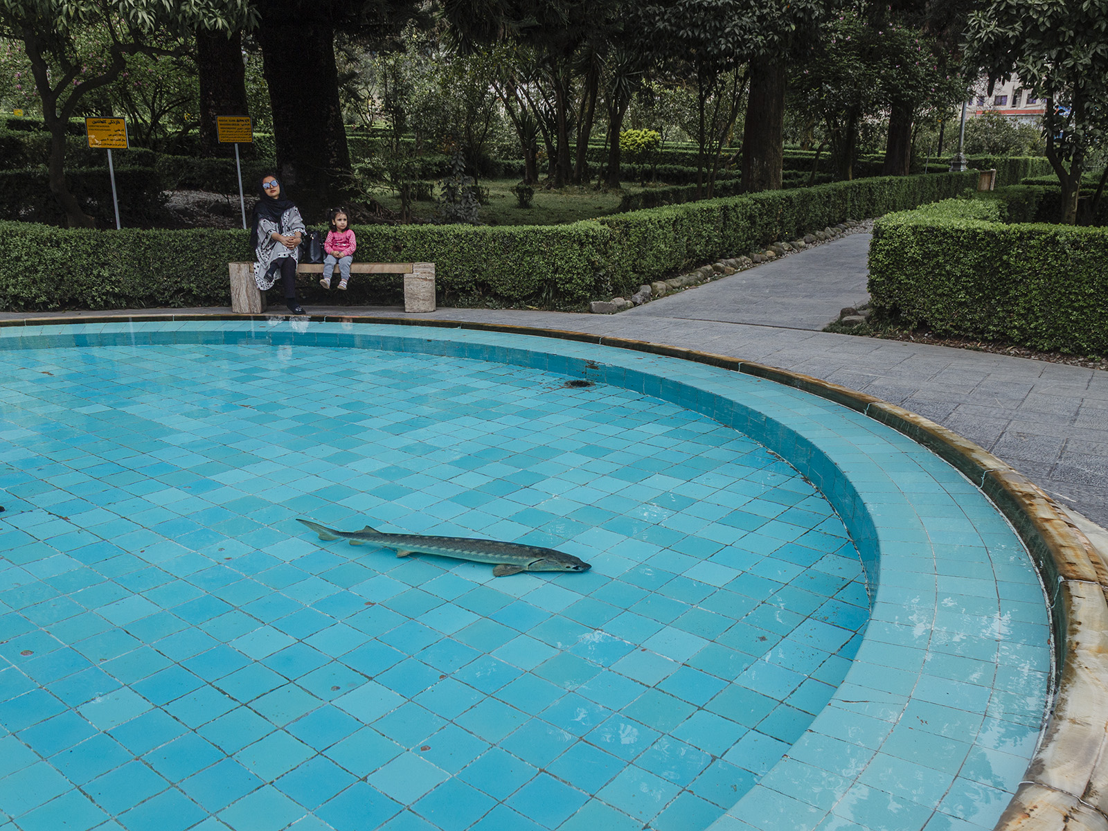 Der Beluga-Stör (Huso huso) im Teich des Ramsar-Museum - In der Vergangenheit war das Kaspische Meer die wichtigste Quelle für Störfische weltweit, doch heute stehen viele Störarten auf der Liste der vom Aussterben bedrohten Arten. Aufgrund von Überfischung, illegalem Kaviarhandel, Umweltverschmutzung und dem Bau von Dämmen, sind ihre Bestände drastisch zurückgegangen. 15.4.2024, Ramsar (Mazandaran Province),Iran, © 2024 Armina Ahmadinia