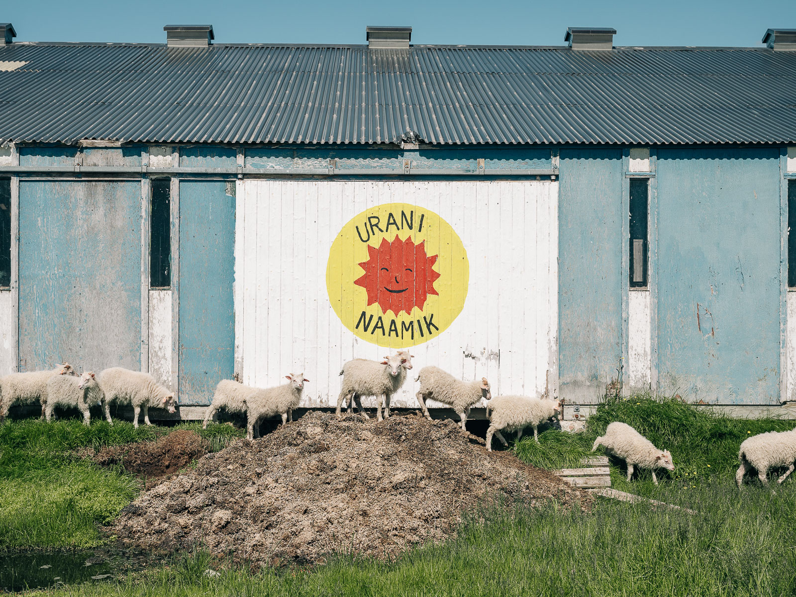 Anti-Uran-Slogan auf einem Bauernhof in Tasiusaq bei Qassiarsuk in Südgrönland. Der Slogan wurde während der Debatte um das Kvanefjeld-Projekt angebracht. Die Schafzucht ist ein wichtiger Wirtschaftsfaktor in Südgrönland. Die Bauern waren die treibende Kraft hinter den Anti-Uran-Protesten rund um die geplante Mine, da sie befürchteten, dass ihre Produkte durch den radioaktiven Staub des geplanten Tagebaus geschädigt werden könnten. 3.7.2024 Tasiusaq, Grönland © 2025 Jan Richard Heinicke