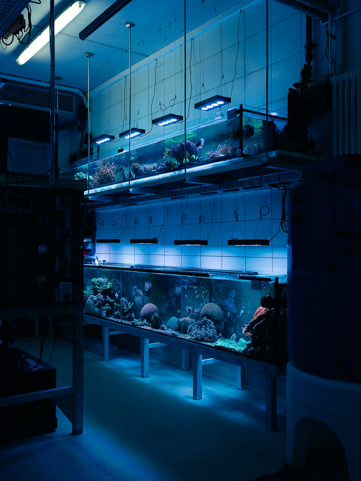 Becken mit Korallen am Zentrum für Marine Tropenforschung (ZMT) in Bremen. Wissenschaftler können hier Parameter wie Salzgehalt, Wassertemperatur und die Gase im Wasser anpassen um herauszufinden wie das Korallenwachstum von geänderten Klimabedingungen beeinflusst wird. 18.12.2023 Bremen, Deutschland © 2023 Jan Richard Heinicke