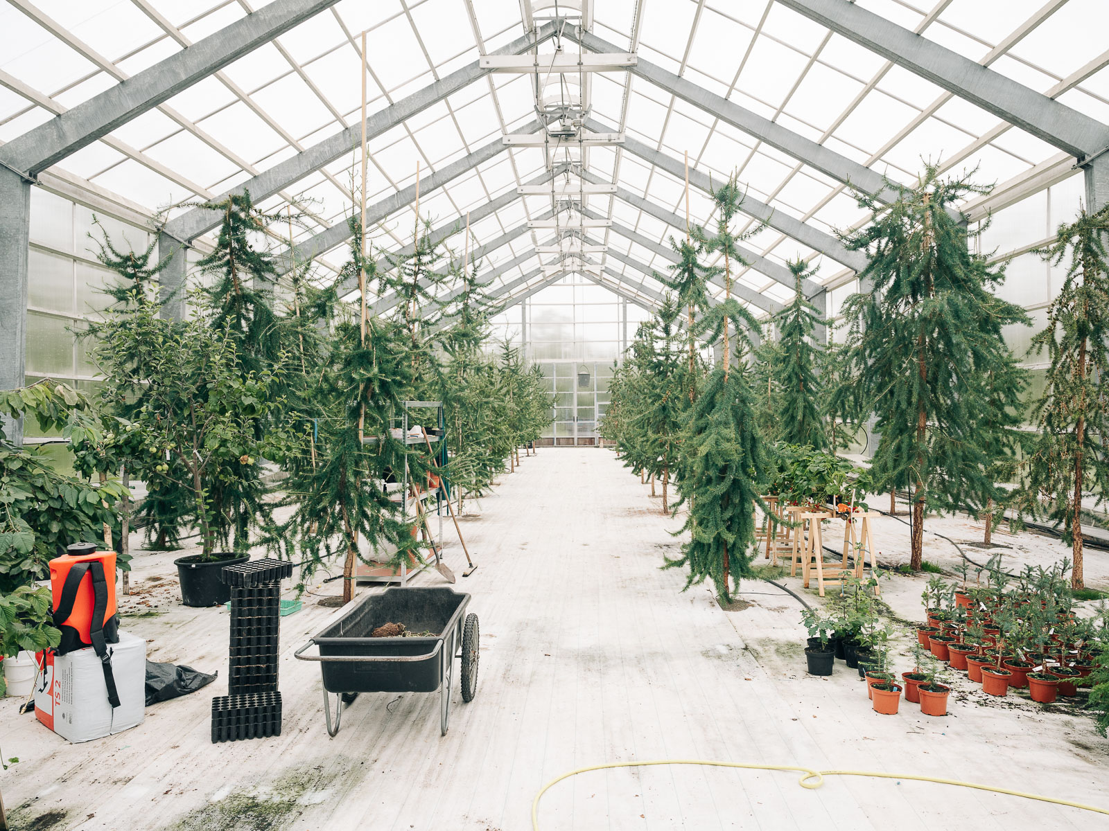 Gewächshaus der Isländischen Forstbehörde im Vaglaskógur. Hier werden Europäische und Sibirschen Lärchen gekreuzt (Larix sibirica x Larix decidua). Die Kreuzung, genannt 