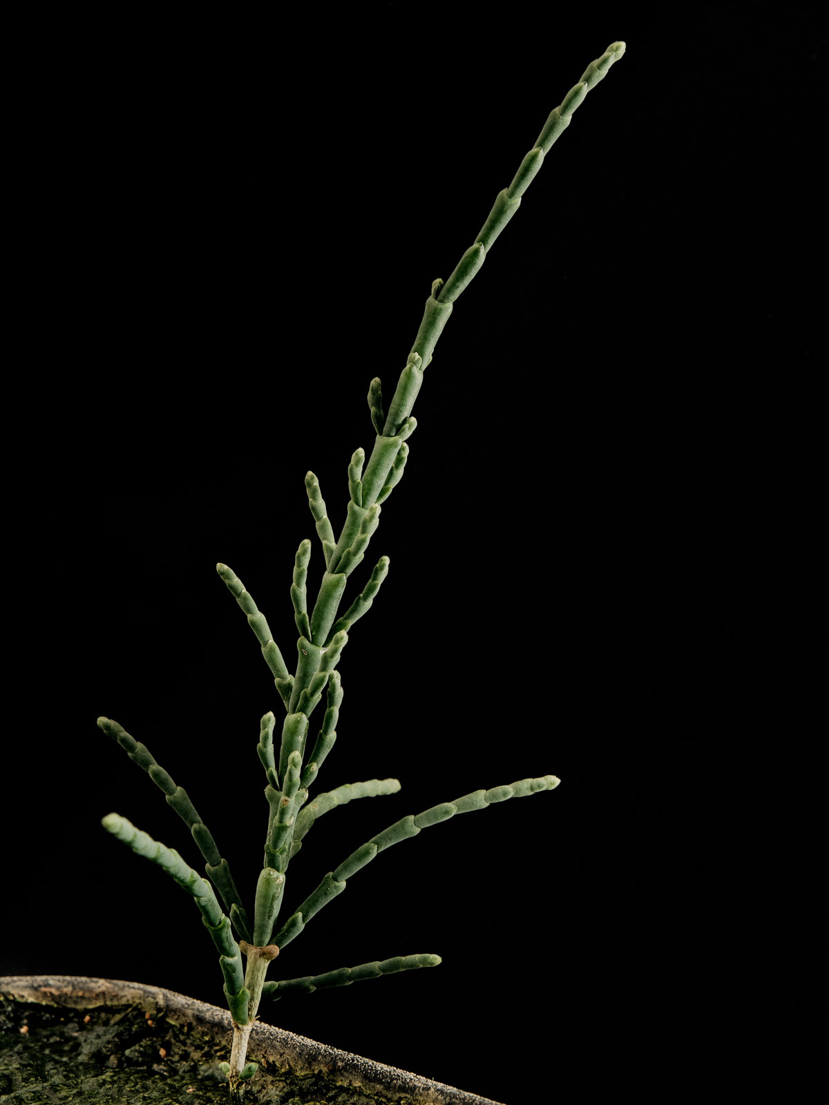 Der stark versalzene Boden am Fuß der Halden bietet salzliebenden Pflanzen (Halophyten), welche sonst nur in Küstenregionen vorkommen, auch im Binnenland ideale Wachstumsbedingungen. 17.01.2024, Hannover, Deutschland, © 2024 Jasper Hill