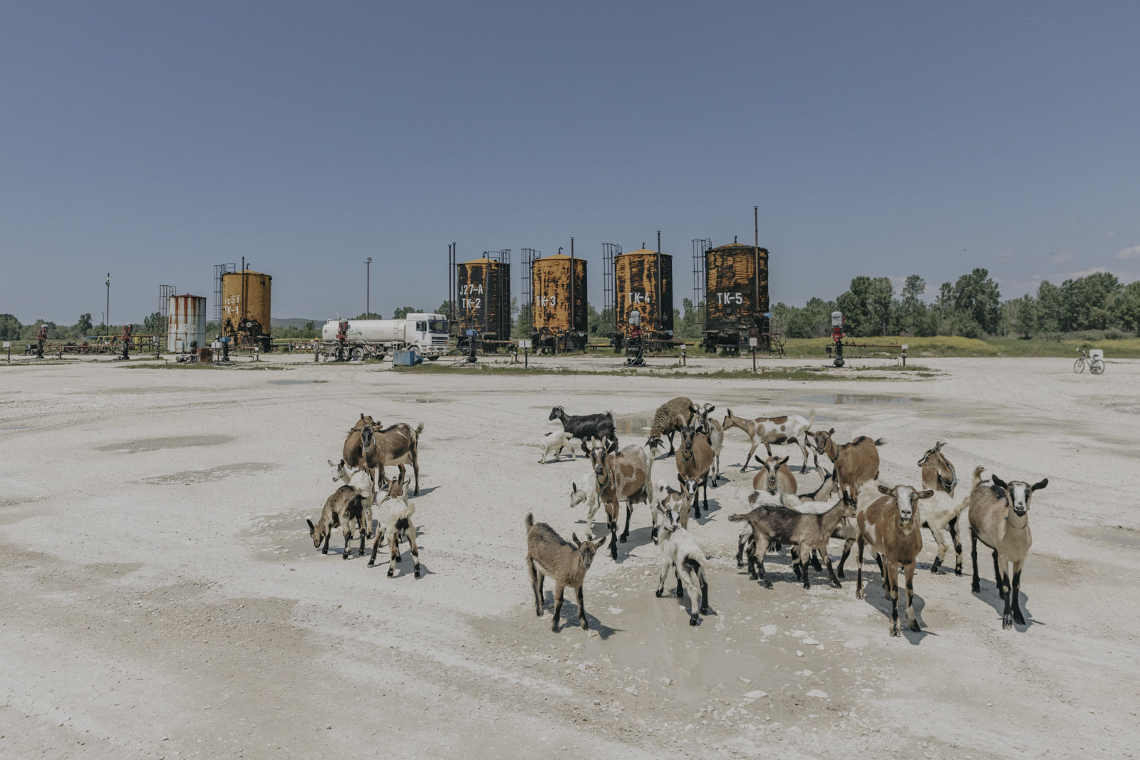 Eine Ziegenherde vor dem Bankers Well J27-A. Der Brunnen befindet sich nur 200 Meter vom Dorf Belina entfernt und die Dorfbewohner beklagen sich über regelmäßige Schwefelwasserstoff-Emissionen, ein hochgiftiges Gas, das nach faulen Eiern riecht. Belina, Bezirk Fier, Albanien 05.05.2023, © 2023 Jonas Kako