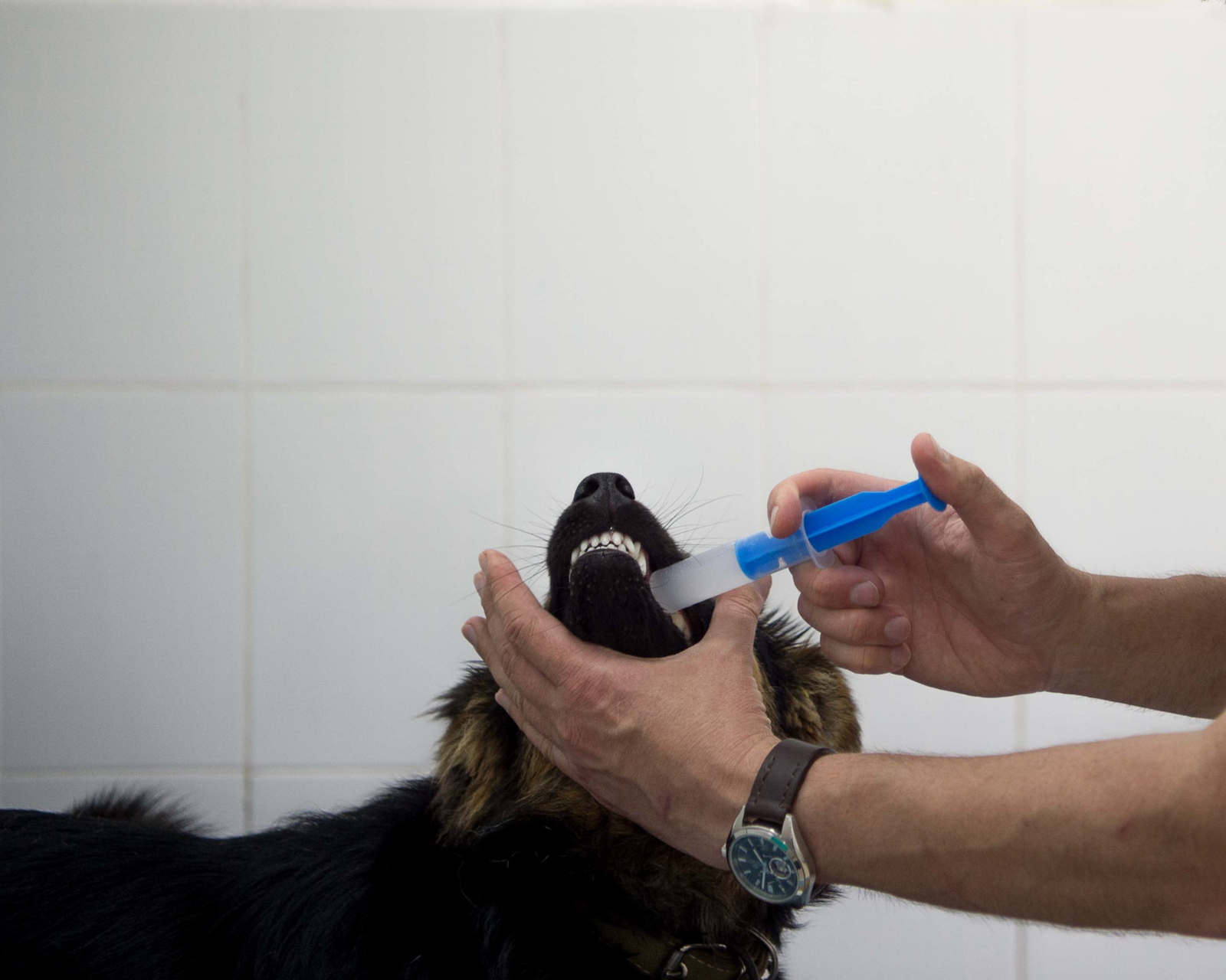 Der Tierhelfer Sasha G.  gibt einem von drei an Dünndarm-Entzündung erkrankten Hundewelpen aus dem Tierheim eine Nahrungsergänzungsspritze.  Glavinsky ist für die ukrainische Tierschutzorganisation «Rettet das Leben» tätig.  Jeden Tag versorgt er zahlreiche streunende Tiere in Khmelnytskyi und der Umgebung. Aufgenommen am 15. Juni 2021 in der Staatlichen Veterinärklinik in Khmelnytskyi im Westen der Ukraine, © 2021 Finn Winkler