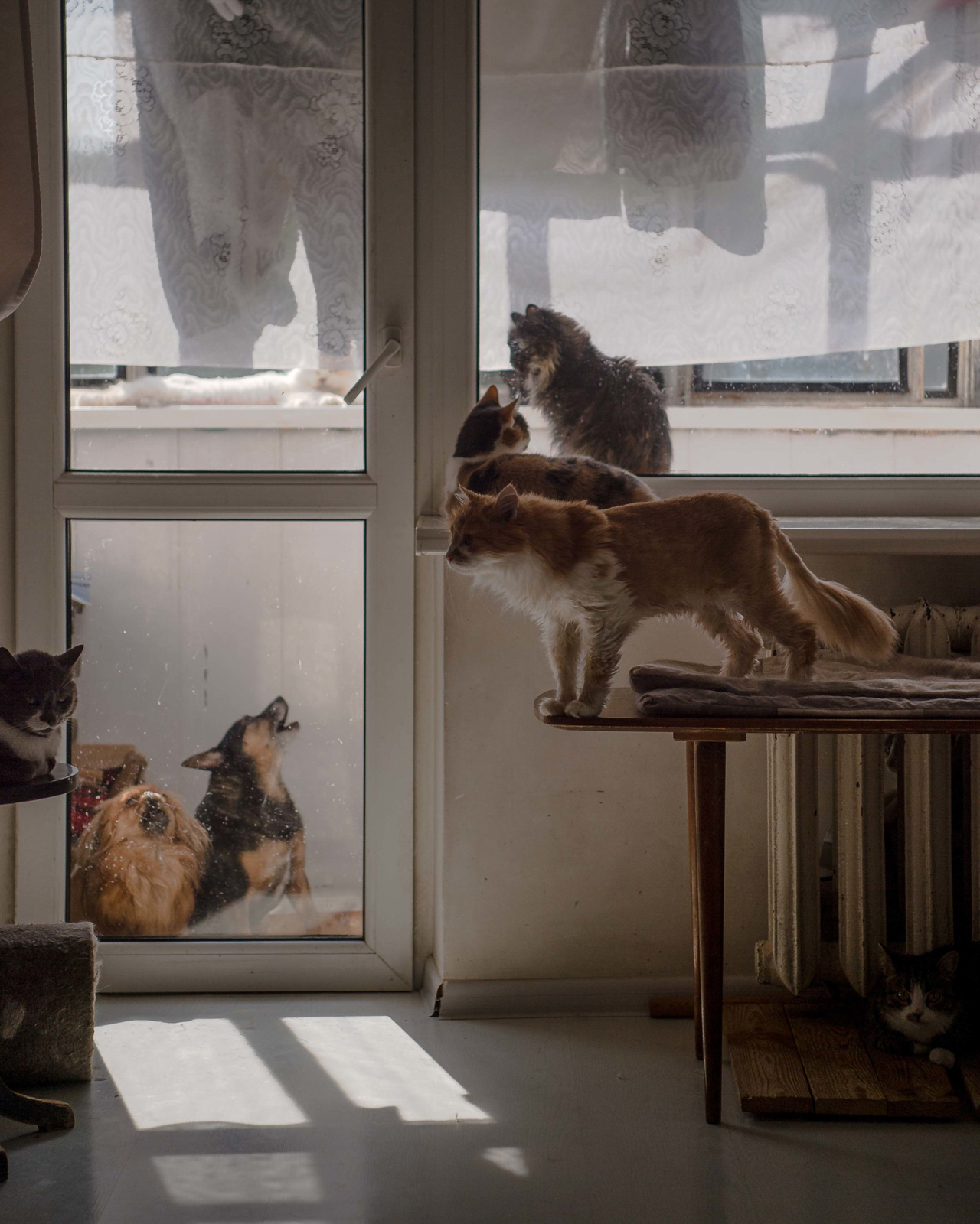 In der Drei-Zimmer-Wohnung von Tatjana Igena leben 36 Katzen und 6 Hunde, die sie alle aus dem Tierheim oder von der Strasse aufgenommen hat. Manche der Tiere sind blind oder gelähmt. Aufgenommen am 17. Juni 2021 in Khmelnytskyi im Westen der Ukraine, © 2021, Finn Winkler