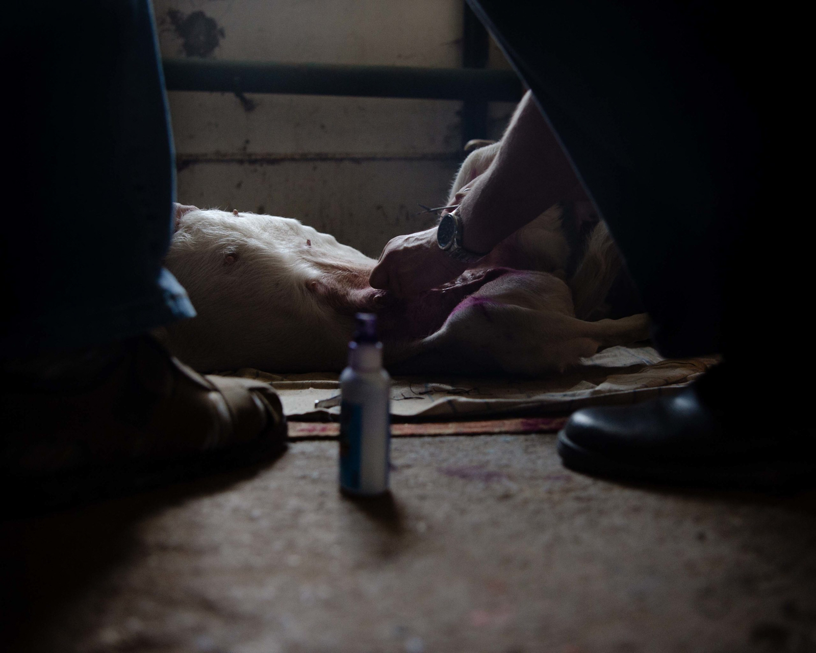 Der Tierhelfer Sasha G. (rechts) und der Mitarbeiter einer geschlossenen Sauna versorgen einen krebskranken Hund. Aufgenommen am 18. Juni 2021 in Khmelnytskyi im Westen der Ukraine, © 2021 Finn Winkler