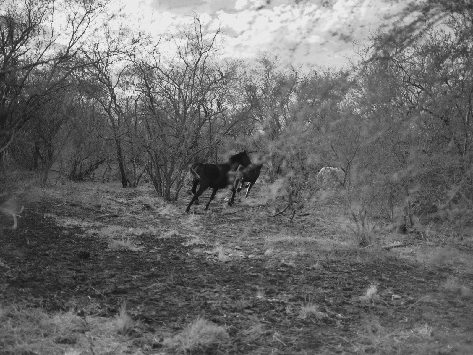Eine Gruppe von Pferden auf einer der Farmen in St. Patricio. 11.01.2025, San Patricio, Texas, USA © 2026 Alexander Nowak