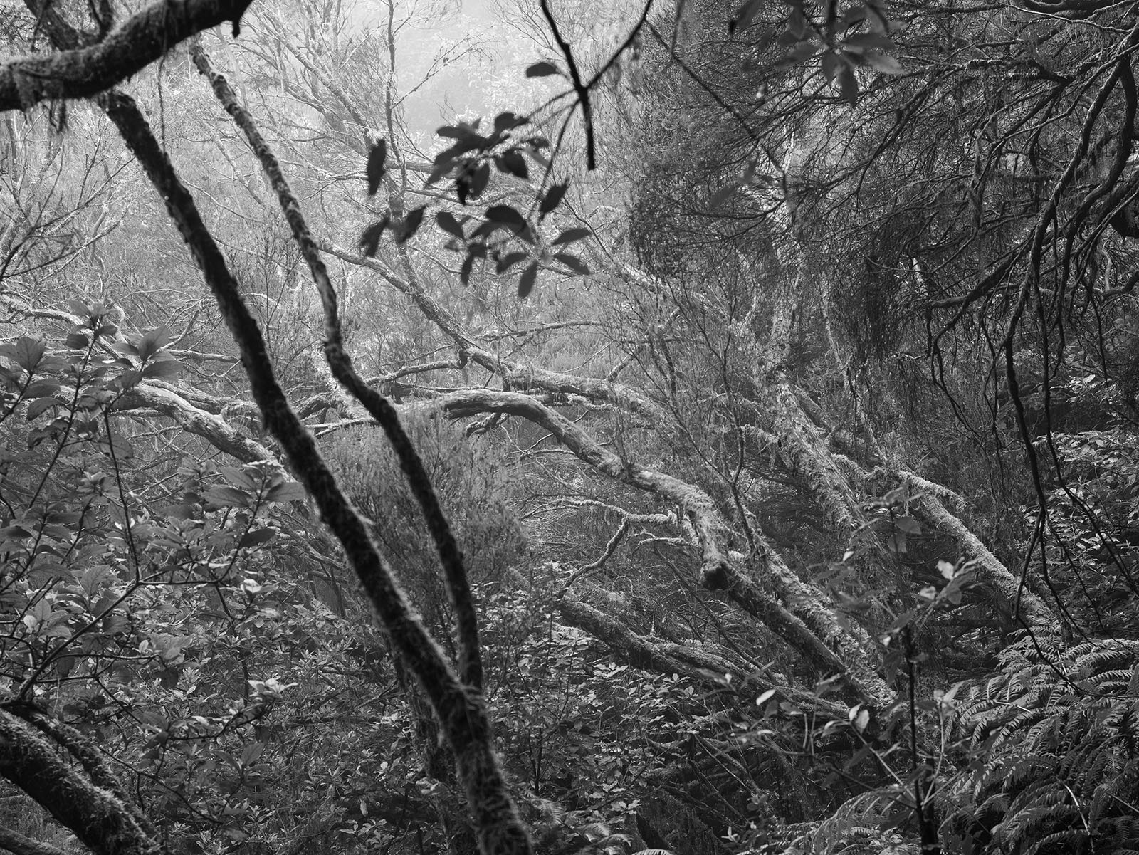 Dichter Wald im Nebel. 01.03.2026, Anaga-Gebirge, Teneriffa, Kanarische Inseln, Spanien, © 2026 Leah Fritsch