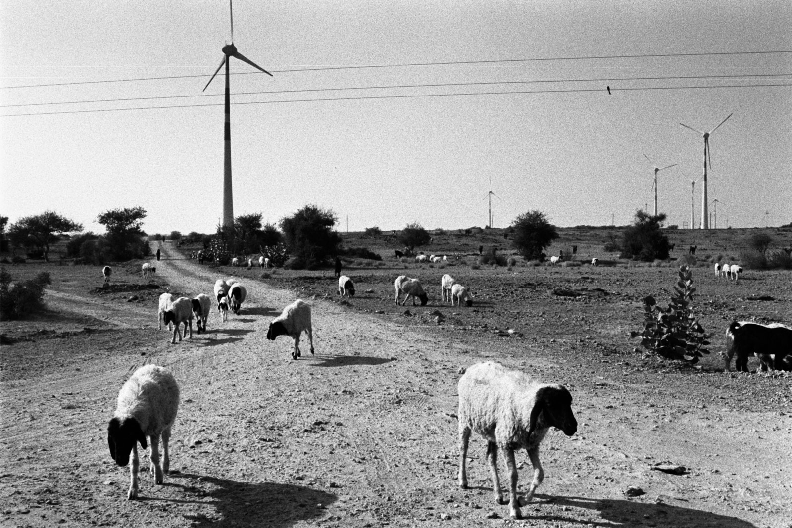Eine Sammlung von Bildern, die ich auf Reisen fotografierte. Schafe wandern durch die Wüste Thar. 17.12.2023, Jaisalmer Indien, © 2023 Niklas Thalmann