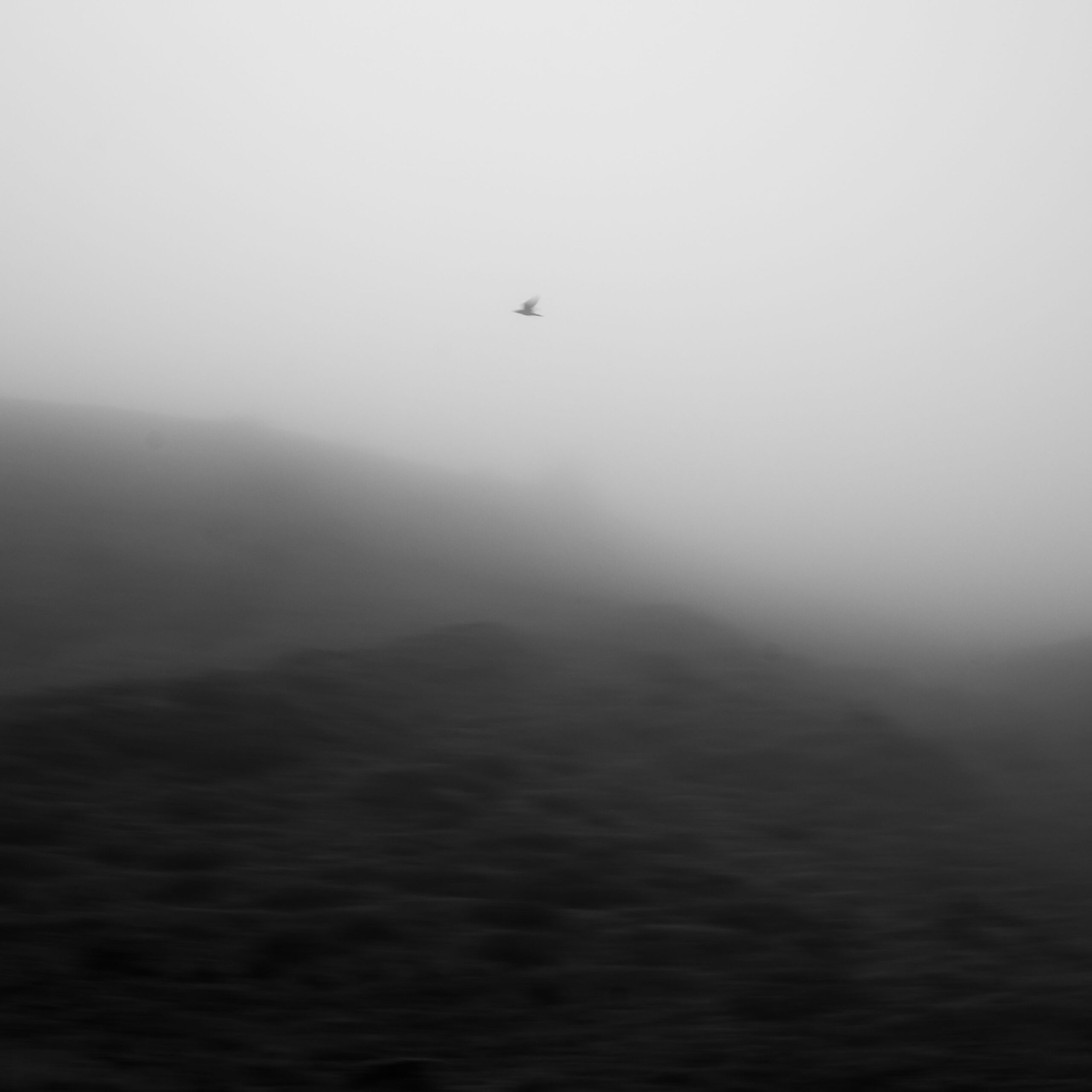 Ein Vogel im Nebel, 16.09.2025, Sisikon, Schweiz, © 2025 Niklas Thalmann